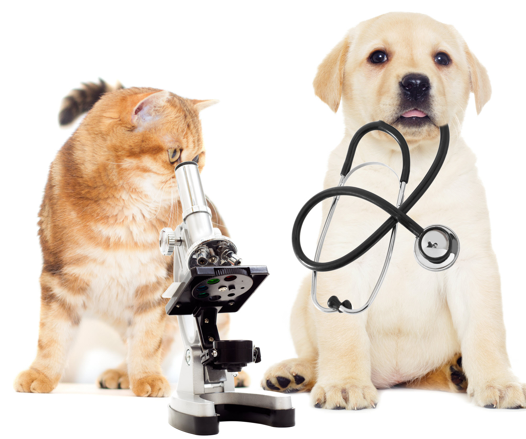 all about animals pet clinic